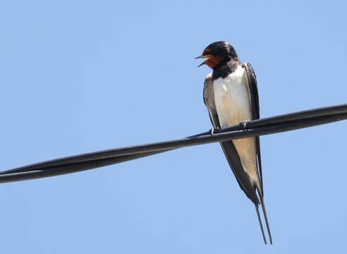 Barn Swallow on wire, Hirundo rustica, birds of Montenegro