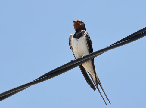 Barn Swallow on wire, Hirundo rustica, birds of Montenegro