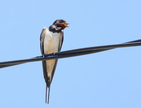 Barn Swallow on wire, Hirundo rustica, birds of Montenegro