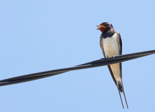 Barn Swallow on wire, Hirundo rustica, birds of Montenegro