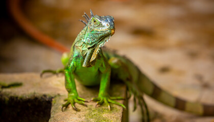 Fototapeta premium A close-up of an iguana. A beautiful, multicolored lizard with vibrant, colorful skin. An exotic, tropical animal.