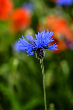 blue flower of a cornflower