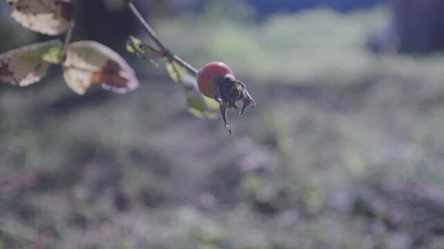 Single red rose hip, the fruit of a wild rose plant, gently sways on its branch. The background is a soft, out of focus green