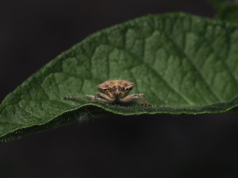 Una chinche escudo (familia Pentatomidae) de cuerpo velludo y tonos pardos avanza sobre una hoja verde y rugosa, mostrando en detalle sus antenas anilladas en blanco y negro y sus peque&ntilde;os ojos rojizo