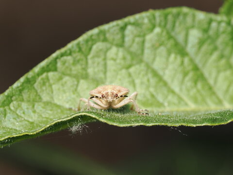 Una chinche escudo (familia Pentatomidae) de cuerpo velludo y tonos pardos avanza sobre una hoja verde y rugosa, mostrando en detalle sus antenas anilladas en blanco y negro y sus peque&ntilde;os ojos rojizo