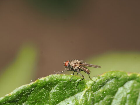 Una mosca de llamativos ojos rojizos (orden Diptera) permanece posada inm&oacute;vil sobre el borde curvado de una gran hoja verde, capturada en un primer plano macro de gran nitidez.