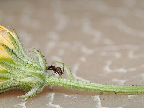 Un peque&ntilde;o chinche de las plantas (Hemiptera) camina sobre el c&aacute;liz y el tallo pubescente de un capullo de flor, destacando su cuerpo estilizado bajo una n&iacute;tida aproximaci&oacute;n macro.