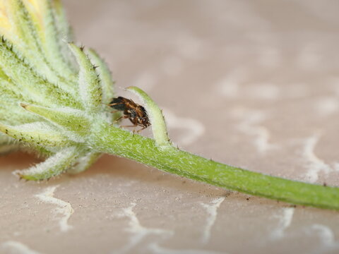 Un peque&ntilde;o chinche de las plantas (Hemiptera) camina sobre el c&aacute;liz y el tallo pubescente de un capullo de flor, destacando su cuerpo estilizado bajo una n&iacute;tida aproximaci&oacute;n macro.