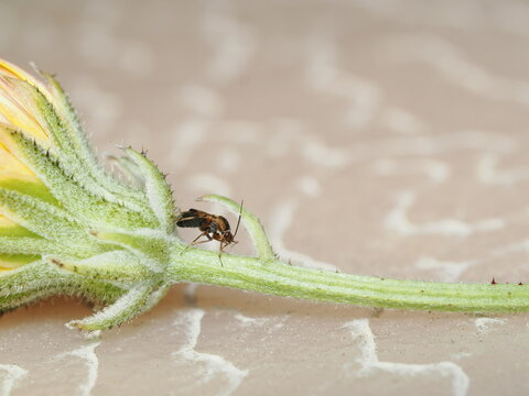 Un peque&ntilde;o chinche de las plantas (Hemiptera) camina sobre el c&aacute;liz y el tallo pubescente de un capullo de flor, destacando su cuerpo estilizado bajo una n&iacute;tida aproximaci&oacute;n macro.