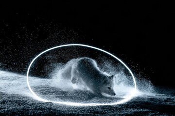 Obraz premium Arctic fox pounces into a snowbank to catch its prey. Snow particles glow white in the dark as the fox leaps through the cold landscape.