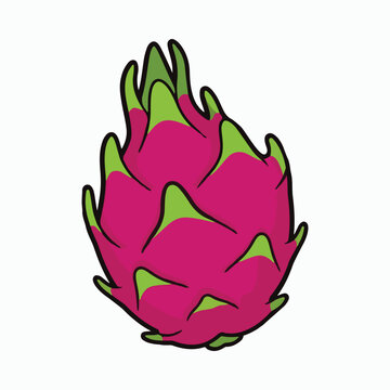 Exotic pitaya dragon fruit illustration isolated on white background digital graphic art design element for tropical food lifestyle concept and healthy diet recipe layout print template sticker pack.