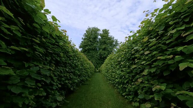 POV walking through a narrow grass path between tall green hedges in a formal European garden in Ireland