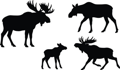 Fototapeta premium Wild moose silhouette vector collection featuring bull moose with large antlers cow and calf in active poses