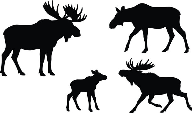 Wild moose silhouette vector collection featuring bull moose with large antlers cow and calf in active poses