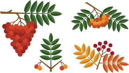 Rowan berry branch vector illustration collection featuring autumn ash tree green and orange leaves with red berries © MstLaky
