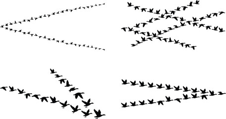 Flock of migratory birds flying silhouette vector set featuring wild geese ducks in v formation sky pattern © MstLaky
