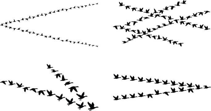Flock of migratory birds flying silhouette vector set featuring wild geese ducks in v formation sky pattern