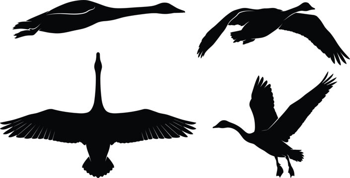 Flying wild goose silhouette vector collection featuring migratory birds swan and duck shapes in active flight positions