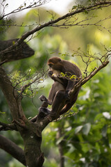 De Brazza's Monkey with Baby Eating Food While Perched in Tree © ZCS