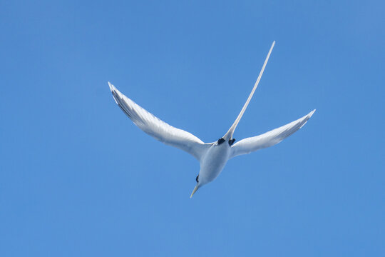 White-tailed tropicbird (Ascension) (Phaethon lepturus ascensionis) in flight at Ascension Island