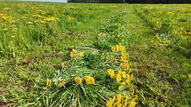 Low-angle panoramic footage of a field with cut grass forming a windrow. The camera moves upward through the scene, showing layered vegetation with scattered dandelions lying across freshly cut grass