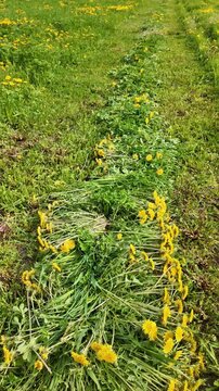 Low-angle panoramic footage of a field with cut grass forming a windrow. The camera moves upward through the scene, showing layered vegetation with scattered dandelions lying across freshly cut grass