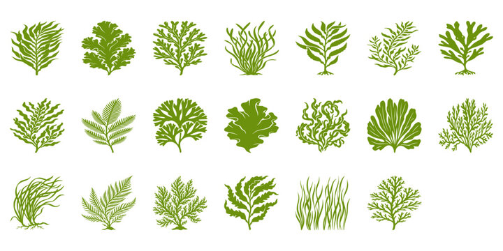 Sea Plants Silhouette Bundle &ndash; Marine Botanical SVG Collection
