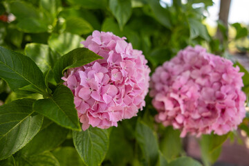Fototapeta premium Two pink hydrangeas
