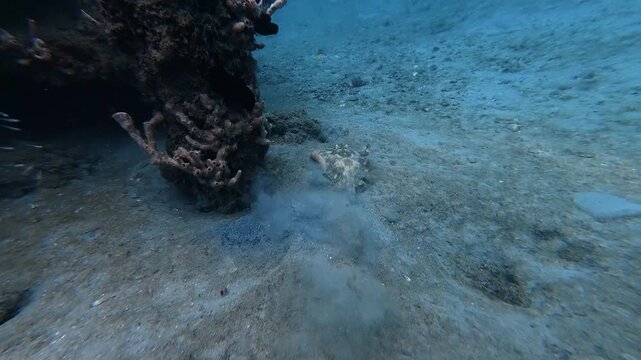 Coastal Camouflage: 4K Underwater Footage of a Yellow Stingray Gliding Smoothly Over a Sandy Ocean Floor, Florida