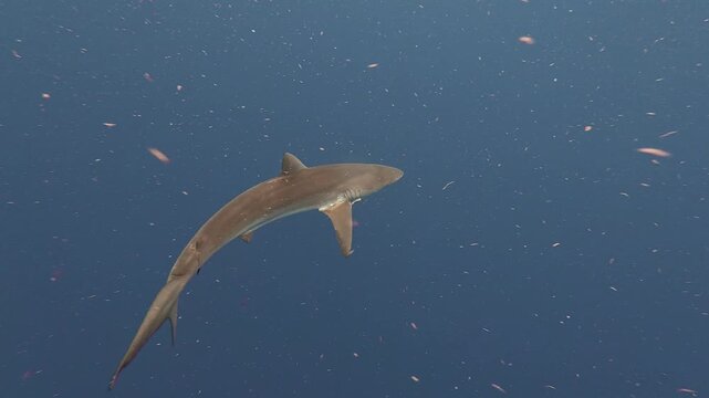 4K Video of a Lone Silky Shark Swimming in Blue Open Water, Jupiter, Florida