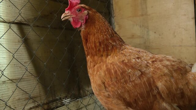 Close-up of a brown hen clucking or yawning while opening its mouth. 