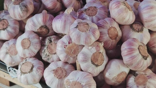 Close up view of a pile of fresh organic garlic bulbs at a local market. Healthy raw vegetable ingredients used for cooking and seasoning