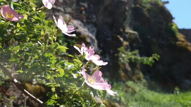 Wild rose flowers Castle of Szigliget in North Balaton