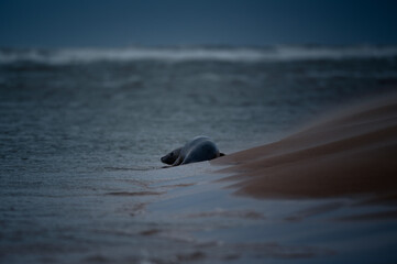 Obraz premium Grey Seal Resting on Sandy Beach at Waterline Dusk Atmospheric Wide Shot