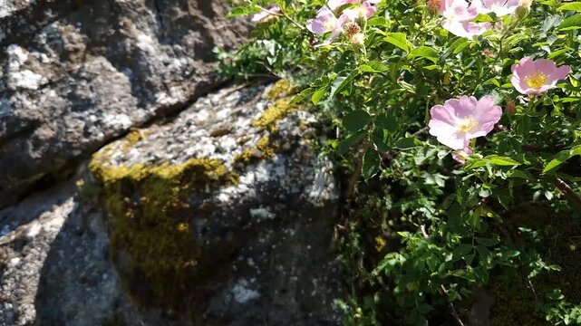 Wild rose flowers Castle of Szigliget in North Balaton