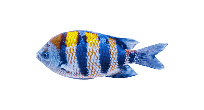 Vibrant tropical sergeant damselfish abudefduf vaigiensis isolated on white. Colorful striped marine fish side view profile cut out object for premium graphic design asset