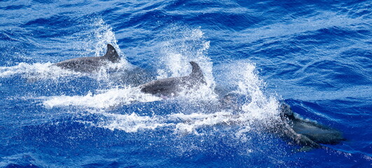 Panorama of dolphins swimming at the surface at Ascension Island © Angela
