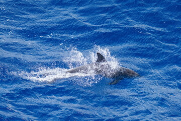 Dolphin swimming at the surface at Ascension Island © Angela