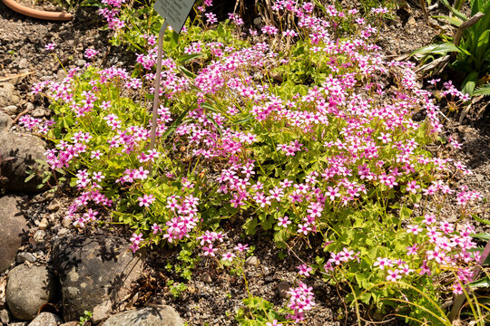 Pink sorrel or Oxalis Articulata plant in Zurich in Switzerland 21.5.2026