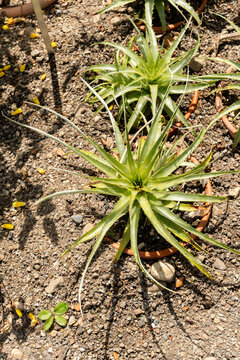 Puya Venusta plant in Zurich in Switzerland 21.5.2026