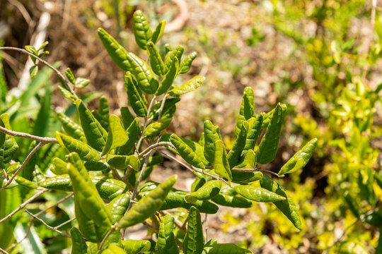 Boldo or Peumus Boldus plant in Zurich in Switzerland 21.5.2026