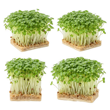 Four square blocks of fresh green microgreens with white stems and visible root mats, isolated on a solid black background, arranged in a grid pattern