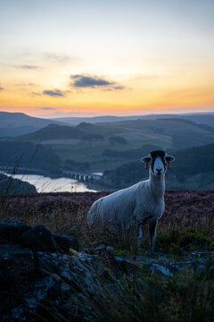 sheep in the mountains
