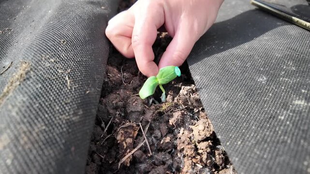 Slow motion close-up footage of agricultural planting process on a field covered with black mulch film. A hand places a young cucumber seedling with visible root system and seed shell remnants into a
