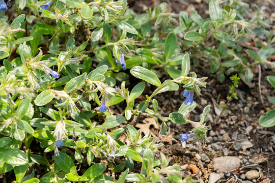 Olive leaved gromwell or Lithodora Oleifolia plant in Zurich in Switzerland 21.5.2026