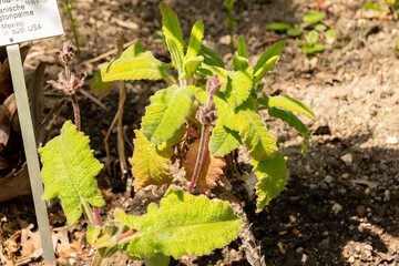 Fototapeta premium California hummingbird sage or Salvia Spathacea plant in Zurich in Switzerland 21.5.2026