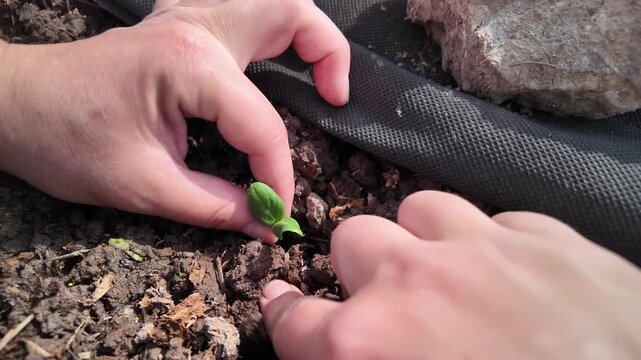 close-up footage of agricultural planting process on a field covered with black mulch film. A hand places a young cucumber seedling with visible root system and seed shell remnants into a prepared