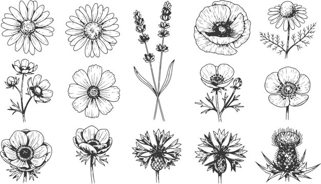 Collection of wild flowers and herbs in engraving vintage style for botanical illustration and design elements