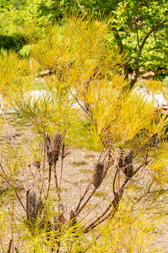 Hairpin banksia or Banksia Spinulosa plant in Zurich in Switzerland 21.5.2026