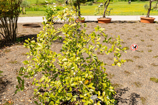 Banana shrub or Magnolia Figo var Crassipes plant in Zurich in Switzerland 21.5.2026